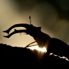 Rohac obecny - Lucanus cervus - Stag Beetle 8656